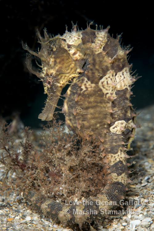 Brown Seahorse